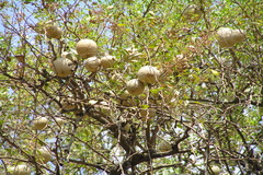 Limonia acidissima